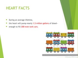 HEART FACTS
 During an average lifetime,
 the heart will pump nearly 1.5 million gallons of blood—
 enough to fill 200 train tank cars.
 