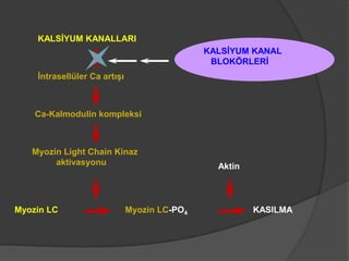 Kalmodulin Antianginal ilaçlar (fazlası için www.tipfakultesi.org) | PPTX