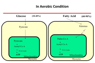 In Aerobic Condition (60-90%) Fatty Acid Myocytes Palmitate ATP Mitochondria TCA Cycle Acetyl Co A Palm-Co A Glucose Pyruvate Myocytes Pyruvate ATP Mitochondria TCA Cycle Acetyl Co A (10-40%) 