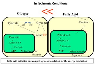In  Ischemic  Conditions Fatty  acid oxidation out-competes glucose oxidation for the energy production Glucose Pyruvate Myocytes Glycogen Lactate H + Pyruvate ATP Mitochondria TCA Cycle Acetyl Co A ADP ATP Fatty Acid Myocytes Palmitate ATP Mitochondria TCA Cycle Acetyl Co A Palm-Co A 