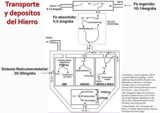 Transporte              8-13,5mg/dia
                                                                    Fe ingerido:
                                                                    10-14mg/dia
 y depositos                  Fe absorbido:
  del Hierro                  0,5-2mg/dia




                                  2500mg
Sistema Reticuloendotelial:
      20-30mg/dia                                      *Jose Boccio, Jimena Salgueiro, Alexis
                                                       Lysionek, Marcela Zubillaga, Cinthia
                                                       Goldman, Ricardo Weill y Ricardo Caro.
                                                       Metabolismo del hierro: conceptos
                                                       actuales sobre un micronutriente
                                                       esencial. Rev Archivos latinoamericanos
                                                       de nutricion. , 2003, Vol 53, No 2
                                              1000mg   *MC. Mariela Forrellat, Dra Hortensia
                                                       Gautier du Defaix Gomez y Dra norma
                                              300mg    Fernandez Delgado. Metabolismo del
                                                       Hierro, Rev Cubana Hematol Inmunol
                                                       Hemoter 2000;16(3):149-60
                                                       *J Diaz Portillo, M.T. Fernandez del
                                                       Barrio, F. Parede Salido; Aspectos basicos
                                                       de bioquimica clinica,1997
 