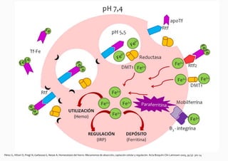 Pérez G, Vittori D, Pregi N, Garbossa G, Nesse A. Homeostasis del hierro: Mecanismos de absorción, captación celular y regulación. Acta Bioquím Clín Latinoam 2005; 39 (3): 301-14
 