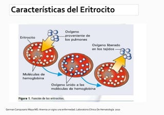 Características del Eritrocito




German Campusano Maya MD. Anemia un signo una enfermedad. Laboratorio Clínico De Hematología 2010
 