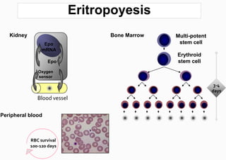 Eritropoyesis
   Kidney                           Bone Marrow   Multi-potent
                  Epo                              stem cell
                 mRNA
                                                  Erythroid
                    Epo                           stem cell
               Oxygen
               sensor

                                                                  3-4
                                                                 days
               Blood vessel

Peripheral blood



            RBC survival
            100-120 days
 