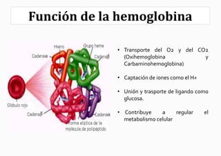 Función de la hemoglobina

             • Transporte del O2 y del CO2
               (Oxihemoglobina           y
               Carbaminohemoglobina)

             • Captación de iones como el H+

             • Unión y trasporte de ligando como
               glucosa.

             • Contribuye    a     regular     el
               metabolismo celular
 