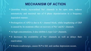MECHANISM OF ACTION
• Quinidine blocks myocardinal Na+ channels in the open state, reduces
automaticity and maximal rate of 0 phase depolarization in a frequency
dependent manner.
• Prolongation of APD is due to K+ channel block, while lengthening of ERP
is caused by its moderate effect on recovery of Na+ and K+ channels.
• At high concentrations, it also inhibits L-type Ca2+ channels.
• It decreases the availability of Na+ channels as well as delays their
reactivation.
• It blocks α-adrenergic, causes B.P to fall, and cardiac depression occurs.
 