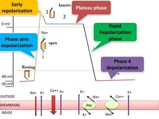 +30 mV
0 mV
-80 mV
-90 mV
OUTSIDE
MEMBRANE
INSIDE
Na+
0
4
3
2
1
K+
Ca++ K+
Atp
K+
Na+
K+
Ca++
Na+
K+
Na+
Phase zero
depolarization
Early
repolarization
Plateau phase
Rapid
Repolarization
phase
Phase 4
depolarization
 