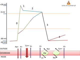 +30 mV
0 mV
-80 mV
-90 mV
OUTSIDE
MEMBRANE
INSIDE
Na+
0
4
3
2
1
K+
Ca++ K+
Atp
K+
Na+
K+
Ca++
Na+
K+
 