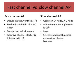 Fast channel Vs slow channel AP
Fast channel AP
• Occurs in atria, ventricles, PF
• Predominant ion in phase-0
is Na+
• Conduction velocity more
• Selective channel blocker is
tetradotoxin , LA
Slow channel AP
• Occurs in SA node, A-V node
• Predominant ion in phase-0
is Ca2+
• Less
• Selective channel blockers
are calcium channel
blockers
 