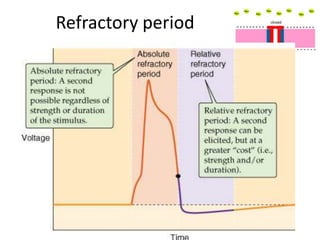 Refractory period
 