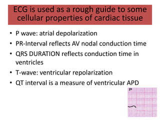 ECG is used as a rough guide to some
cellular properties of cardiac tissue
• P wave: atrial depolarization
• PR-Interval reflects AV nodal conduction time
• QRS DURATION reflects conduction time in
ventricles
• T-wave: ventricular repolarization
• QT interval is a measure of ventricular APD
 