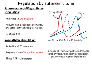 Regulation by autonomic tone
Parasympathetic/Vagus Nerve
stimulation:
• Ach binds to M2 receptors
• Activate Ach dependent outward K+
conductance (thus hyperpolarisation)
• ↓ phase 4 AP
Sympathetic stimulation:
• Activation of β1 receptors
• Augmentation of L-type Ca2+ current
• Phase 4 AP more steeper
 
