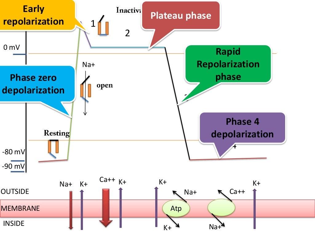 Antiarrhythmic Drugs