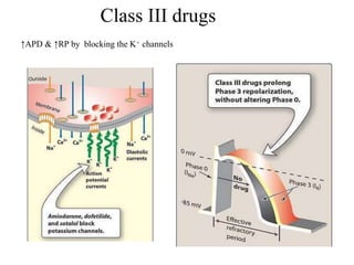 Class III drugs
↑APD & ↑RP by blocking the K+ channels
 