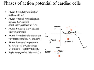 Phases of action potential of cardiac cells
• Phase 0 rapid depolarisation
(inflow of Na+)
• Phase 1 partial repolarisation
(inward Na+ current
deactivated, outflow of K+)
• Phase 2 plateau (slow inward
calcium current)
• Phase 3 repolarisation (calcium
current inactivates, K+ outflow)
• Phase 4 pacemaker potential
(Slow Na+ inflow, slowing of
K+ outflow) ‘autorhythmicity’
• Refractory period (phases 1-3)
Phase
4
II
Phase
0
Phase
1
Phase 3
0
mV
-
80mV
I
III
IV
Phase 2
 