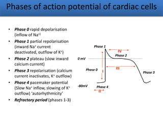 Phases of action potential of cardiac cells
• Phase 0 rapid depolarisation
(inflow of Na+)
• Phase 1 partial repolarisation
(inward Na+ current
deactivated, outflow of K+)
• Phase 2 plateau (slow inward
calcium current)
• Phase 3 repolarisation (calcium
current inactivates, K+ outflow)
• Phase 4 pacemaker potential
(Slow Na+ inflow, slowing of K+
outflow) ‘autorhythmicity’
• Refractory period (phases 1-3)
Phase 4
Phase 0
Phase 1
Phase 2
Phase 3
0 mV
-80mV
II
I
III
IV
 