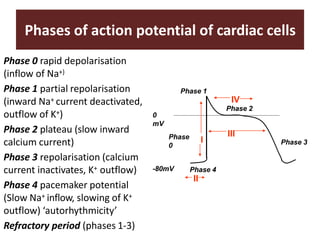 Phases of action potential of cardiac cells
Phase 0 rapid depolarisation
(inflow of Na+)
Phase 1 partial repolarisation
(inward Na+ current deactivated,
outflow of K+)
Phase 2 plateau (slow inward
calcium current)
Phase 3 repolarisation (calcium
current inactivates, K+ outflow)
Phase 4 pacemaker potential
(Slow Na+ inflow, slowing of K+
outflow) ‘autorhythmicity’
Refractory period (phases 1-3)
Phase 4
II
Phase
0
Phase 1
Phase 3
0
mV
-80mV
I
III
IV
Phase 2
 
