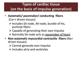 Types of cardiac tissue
(on the basis of impulse generation)
• Automatic/ pacemaker/ conducting fibers
(Ca++ driven tissues)
 Includes SA node, AV node, bundle of his,
purkinje fibers
 Capable of generating their own impulse
 Normally SA node acts as pacemaker of heart
• Non-automatic myocardial contractile fibers (Na+
driven tissues)
 Cannot generate own impulse
 Includes atria and ventricles
 