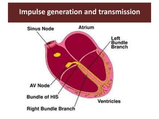 Impulse generation and transmission
 