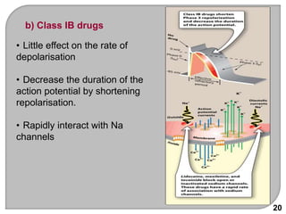 20
b) Class IB drugs
• Little effect on the rate of
depolarisation
• Decrease the duration of the
action potential by shortening
repolarisation.
• Rapidly interact with Na
channels
 