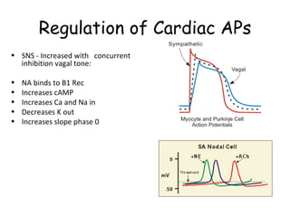 Antiarrhythmics modified | PPT