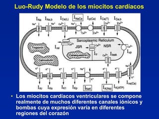 Luo-Rudy Modelo de los miocitos cardíacos




• Los miocitos cardíacos ventriculares se compone
  realmente de muchos diferentes canales iónicos y
  bombas cuya expresión varía en diferentes
  regiones del corazón
 