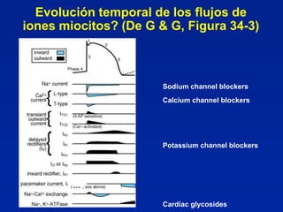 Evolución temporal de los flujos de
iones miocitos? (De G & G, Figura 34-3)



                       Sodium channel blockers
                       Calcium channel blockers




                       Potassium channel blockers




                       Cardiac glycosides
 