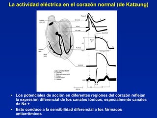 La actividad eléctrica en el corazón normal (de Katzung)




• Los potenciales de acción en diferentes regiones del corazón reflejan
  la expresión diferencial de los canales iónicos, especialmente canales
  de Na +
• Esto conduce a la sensibilidad diferencial a los fármacos
  antiarrítmicos
 