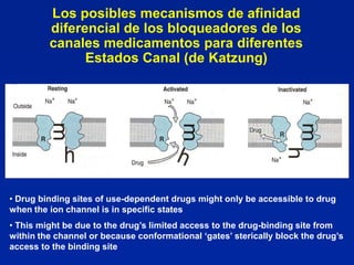 Los posibles mecanismos de afinidad
         diferencial de los bloqueadores de los
         canales medicamentos para diferentes
               Estados Canal (de Katzung)




• Drug binding sites of use-dependent drugs might only be accessible to drug
when the ion channel is in specific states
• This might be due to the drug’s limited access to the drug-binding site from
within the channel or because conformational ‘gates’ sterically block the drug’s
access to the binding site
 