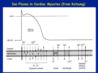 Ion Fluxes in Cardiac Myoctes (from Katzung)
 