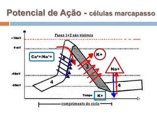 Potencial de Ação - células marcapassoK+Ca²+/Na¹+Na+K+