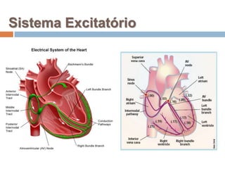Sistema Excitatório