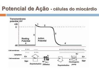 Potencial de Ação - células do miocárdio