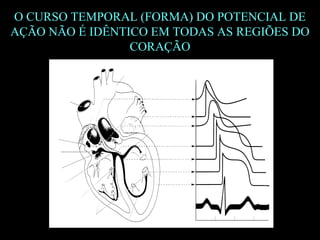 O CURSO TEMPORAL (FORMA) DO POTENCIAL DE
AÇÃO NÃO É IDÊNTICO EM TODAS AS REGIÕES DO
CORAÇÃO
 