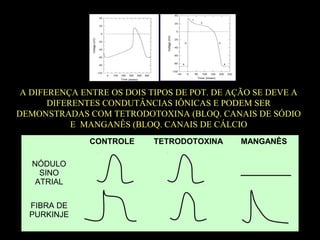 A DIFERENÇA ENTRE OS DOIS TIPOS DE POT. DE AÇÃO SE DEVE A
DIFERENTES CONDUTÂNCIAS IÔNICAS E PODEM SER
DEMONSTRADAS COM TETRODOTOXINA (BLOQ. CANAIS DE SÓDIO
E MANGANÊS (BLOQ. CANAIS DE CÁLCIO
CONTROLE TETRODOTOXINA MANGANÊS
NÓDULO
SINO
ATRIAL
FIBRA DE
PURKINJE
 