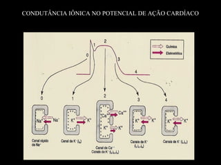CONDUTÂNCIA IÔNICA NO POTENCIAL DE AÇÃO CARDÍACO
 