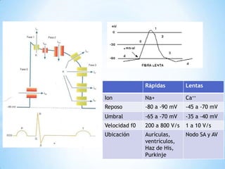 Rápidas         Lentas

Ion            Na+             Ca++
Reposo         -80 a -90 mV    -45 a -70 mV
Umbral         -65 a -70 mV    -35 a -40 mV
Velocidad f0   200 a 800 V/s   1 a 10 V/s
Ubicación      Aurículas,      Nodo SA y AV
               ventrículos,
               Haz de His,
               Purkinje
 