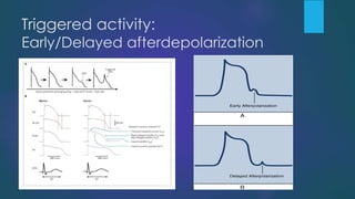 Triggered activity:
Early/Delayed afterdepolarization
 