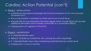 Cardiac Action Potential (con’t)
 Phase 2 - plateau phase
 sustained by the balance between the inward movement of Ca+ and outward
movement of K +
 Has a long duration compared to other nerve and muscle tissue
 Normally blocks any premature stimulator signals (other muscle tissue can accept
additional stimulation and increase contractility in a summation effect)
 Corresponds to ST segment of the ECG.
 Phase 3 – repolarization
 K+ channels remain open,
 Allows K+ to build up outside the cell, causing the cell to repolarize
 K + channels finally close when membrane potential reaches certain level
 Corresponds to T wave on the ECG
 