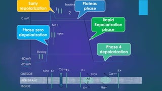+30 mV
0 mV
-80 mV
-90 mV
OUTSIDE
MEMBRANE
INSIDE
Na+
0
4
3
2
1
K+
Ca++K+
At
p
K+
Na+
K+
Ca++
Na+
K+
Na+
Resting
open
Inactivated
Phase zero
depolarization
Early
repolarization
Plateau
phase
Rapid
Repolarization
phase
Phase 4
depolarization
 