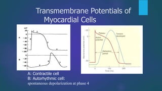 A: Contractile cell
B: Autorhythmic cell:
spontaneous depolarization at phase 4
Transmembrane Potentials of
Myocardial Cells
 
