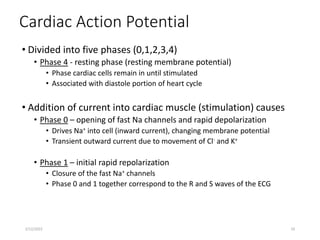 Cardiac Action Potential
• Divided into five phases (0,1,2,3,4)
• Phase 4 - resting phase (resting membrane potential)
• Phase cardiac cells remain in until stimulated
• Associated with diastole portion of heart cycle
• Addition of current into cardiac muscle (stimulation) causes
• Phase 0 – opening of fast Na channels and rapid depolarization
• Drives Na+ into cell (inward current), changing membrane potential
• Transient outward current due to movement of Cl- and K+
• Phase 1 – initial rapid repolarization
• Closure of the fast Na+ channels
• Phase 0 and 1 together correspond to the R and S waves of the ECG
2/12/2022 10
 