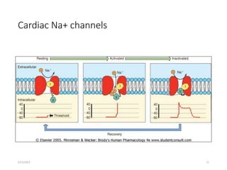 Cardiac Na+ channels
2/12/2022 11
 