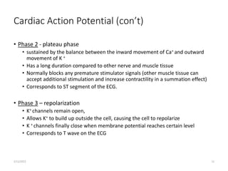 Cardiac Action Potential (con’t)
• Phase 2 - plateau phase
• sustained by the balance between the inward movement of Ca+ and outward
movement of K +
• Has a long duration compared to other nerve and muscle tissue
• Normally blocks any premature stimulator signals (other muscle tissue can
accept additional stimulation and increase contractility in a summation effect)
• Corresponds to ST segment of the ECG.
• Phase 3 – repolarization
• K+ channels remain open,
• Allows K+ to build up outside the cell, causing the cell to repolarize
• K + channels finally close when membrane potential reaches certain level
• Corresponds to T wave on the ECG
2/12/2022 12
 