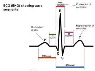 ECG (EKG) showing wave
segments
Contraction
of atria
Contraction of
ventricles
Repolarization of
ventricles
 