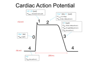 Cardiac Action Potential
 