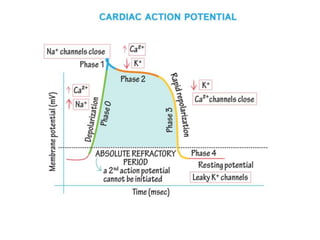 THE CARDIAC ACTION
POTENTIAL
 