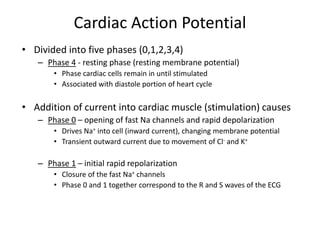 Cardiac Action Potential
• Divided into five phases (0,1,2,3,4)
– Phase 4 - resting phase (resting membrane potential)
• Phase cardiac cells remain in until stimulated
• Associated with diastole portion of heart cycle
• Addition of current into cardiac muscle (stimulation) causes
– Phase 0 – opening of fast Na channels and rapid depolarization
• Drives Na+ into cell (inward current), changing membrane potential
• Transient outward current due to movement of Cl- and K+
– Phase 1 – initial rapid repolarization
• Closure of the fast Na+ channels
• Phase 0 and 1 together correspond to the R and S waves of the ECG
 
