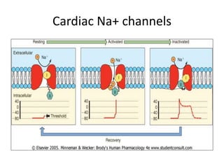 Cardiac Na+ channels
 