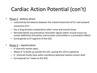 Cardiac Action Potential (con’t)
• Phase 2 - plateau phase
– sustained by the balance between the inward movement of Ca+ and outward
movement of K +
– Has a long duration compared to other nerve and muscle tissue
– Normally blocks any premature stimulator signals (other muscle tissue can
accept additional stimulation and increase contractility in a summation effect)
– Corresponds to ST segment of the ECG.
• Phase 3 – repolarization
– K+ channels remain open,
– Allows K+ to build up outside the cell, causing the cell to repolarize
– K + channels finally close when membrane potential reaches certain level
– Corresponds to T wave on the ECG
 